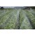 Spray Tube Irrigation, 200m roll packed